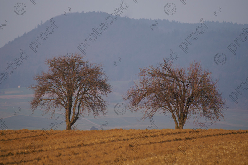 PICT0195 copy 
 Two bare trees with hill in background 
 Keywords: Landscape, two bare trees, hills